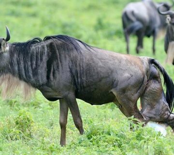 Wildebeest Calving Season