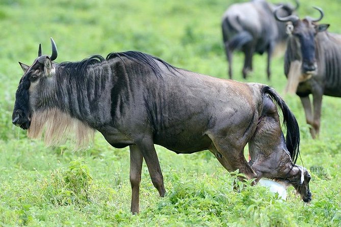 Wildebeest Calving Season Wildebeest Calving Season