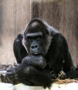 Do Gorillas Eat Meat? A Complete Guide to Gorilla Diet