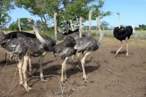Uganda Wildlife Education Center: A Gateway to Conservation