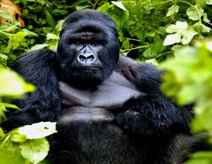 Book Bwindi Gorilla Trekking Permit: The Complete Guide