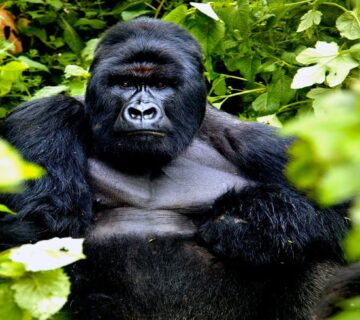 All Inclusive Bwindi Gorilla Trekking Package: The Ultimate