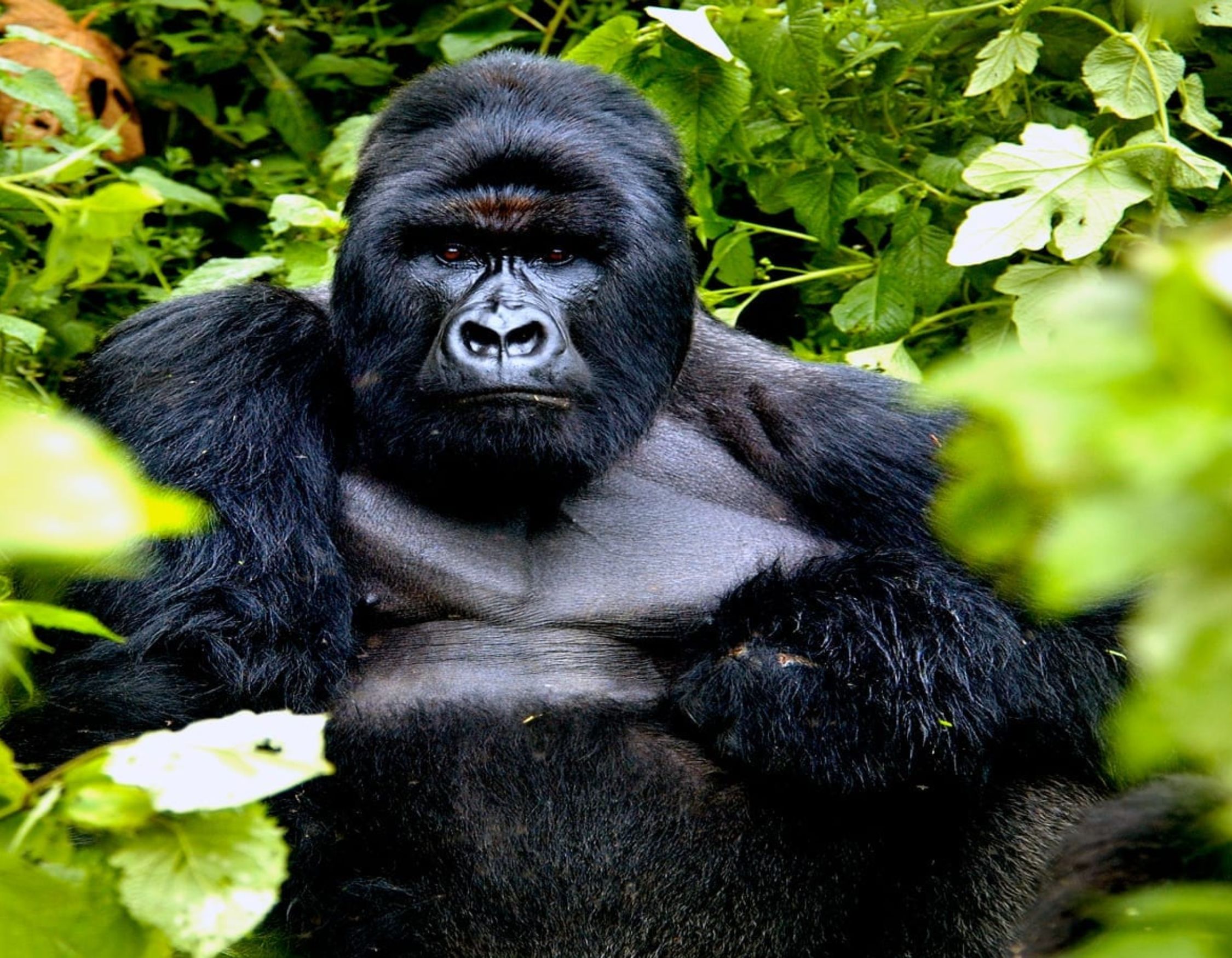 All-Inclusive Bwindi Gorilla Trekking Package: The Ultimate All Inclusive Bwindi Gorilla Trekking Package: The Ultimate
