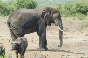 8 Strange Sleeping Behaviours of African Elephants Explained