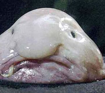 Top 20 Ugliest Animals in the World (Ranked with Photos)