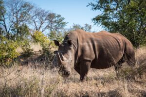 All-Inclusive Big Five Safari Packages: The Ultimate 2026 All-Inclusive Big Five Safari Packages: The Ultimate 2026