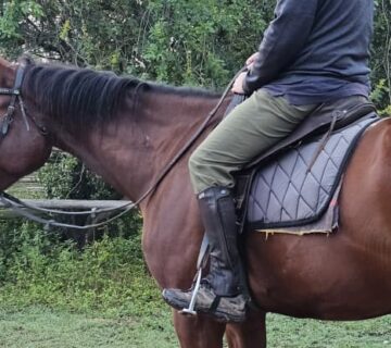 Lake Mburo Horseback Safari Booking: The Conclusive Guide