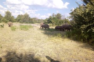 8 Surprising Facts About White vs Black Rhinos