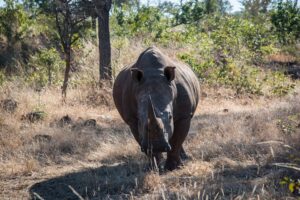 8 Surprising Facts About White vs Black Rhinos