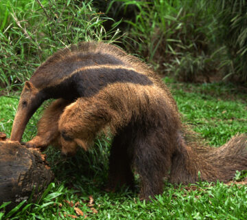7 Weird Adaptations That Make African Anteaters