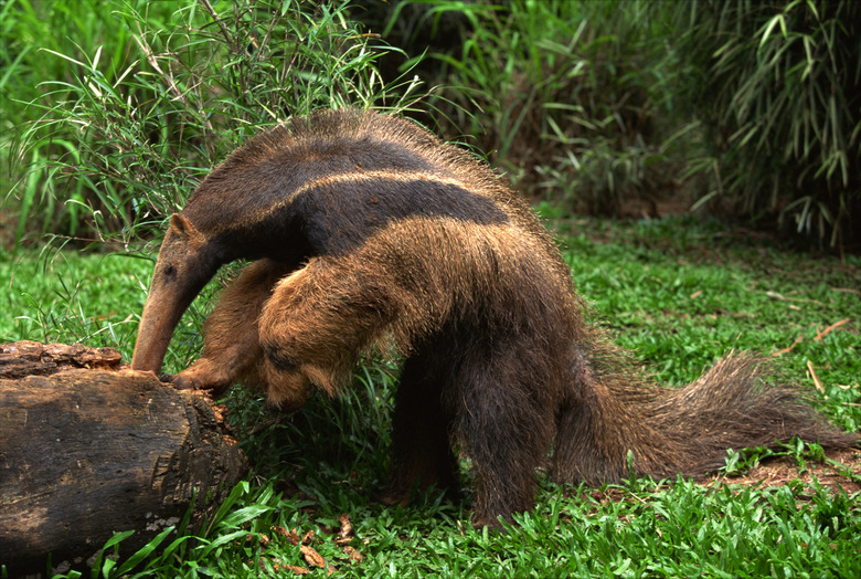 7 Weird Adaptations That Make African Anteaters 7 Weird Adaptations That Make African Anteaters