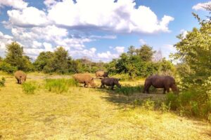 8 Surprising Facts About White vs Black Rhinos