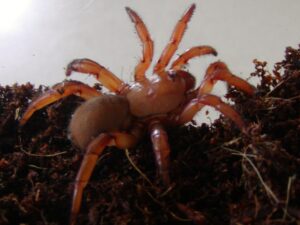 10 Stunning African Creepy Crawlers You Need to Know About