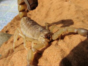 10 Stunning African Creepy Crawlers You Need to Know About