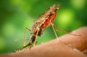 The Complete Guide to the Most Dangerous Bugs in Africa The Complete Guide to the Most Dangerous Bugs in Africa