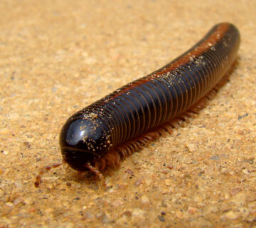 10 Stunning African Creepy Crawlers You Need to Know About