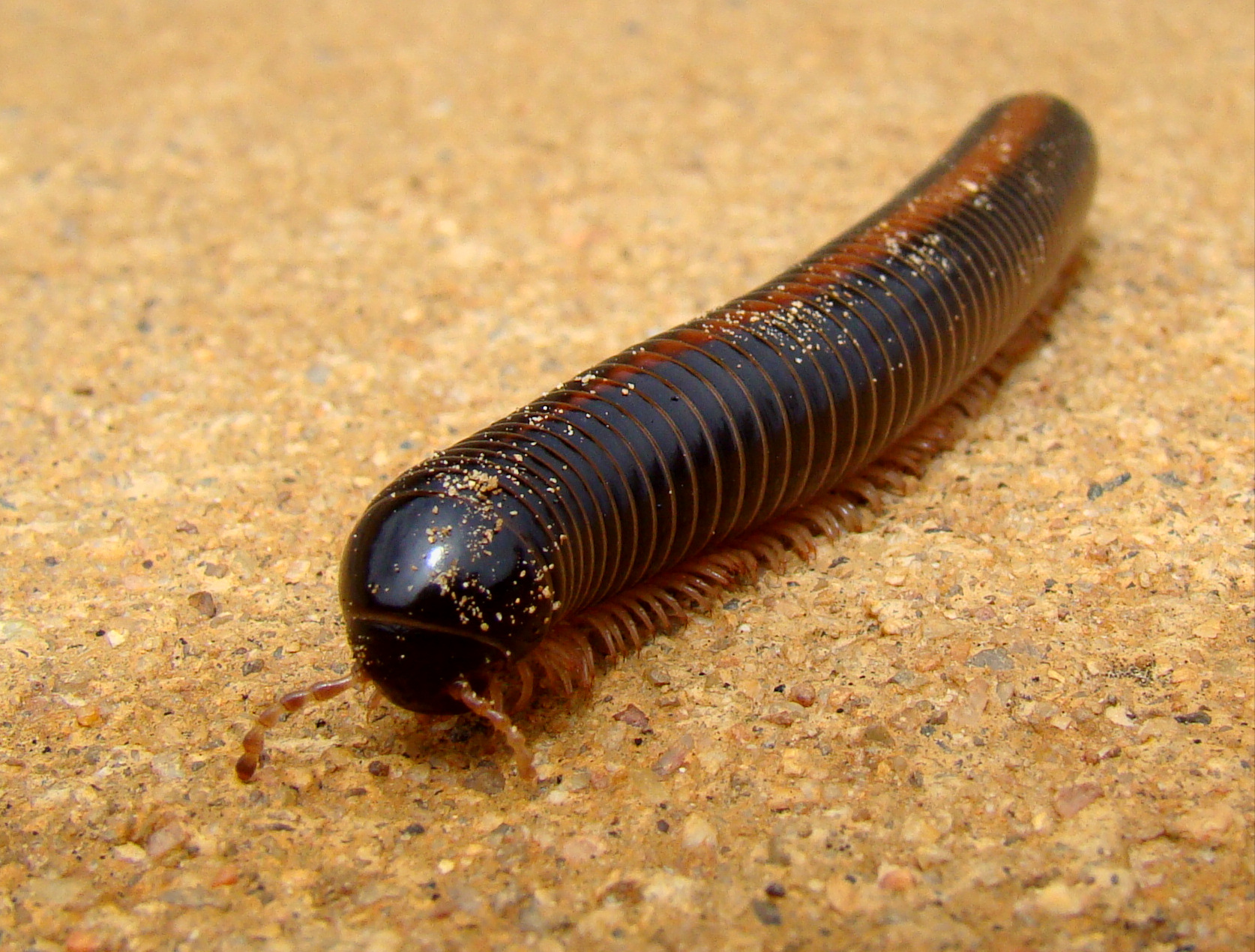 10 Stunning African Creepy Crawlers You Need to Know About