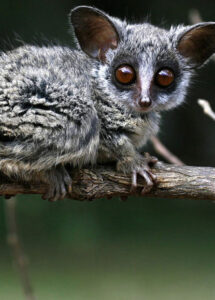 The Secret Galagos of Kibale National Park: Bush Babies The Secret Galagos of Kibale National Park: Bush Babies