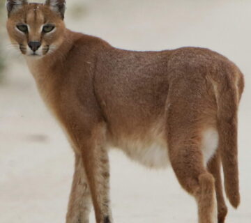 The African Caracal Cat – The Ruler of Savannah