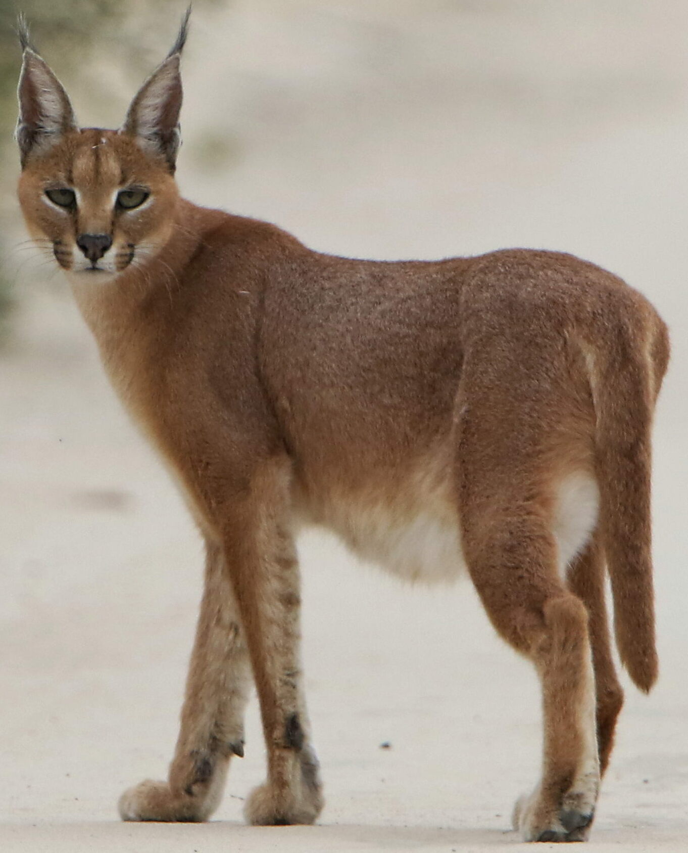 The African Caracal Cat – The Ruler of Savannah The African Caracal Cat – The Ruler of Savannah