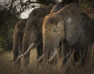 8 Strange Sleeping Behaviours of African Elephants Explained