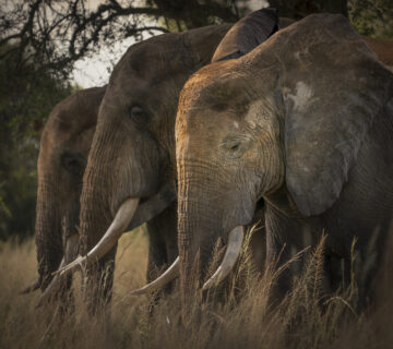 Why Elephants Never Forget: What Humans Can Learn from