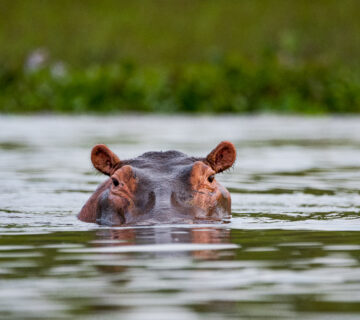 Top 50 Freshwater Animals Around the World: A Complete Guide