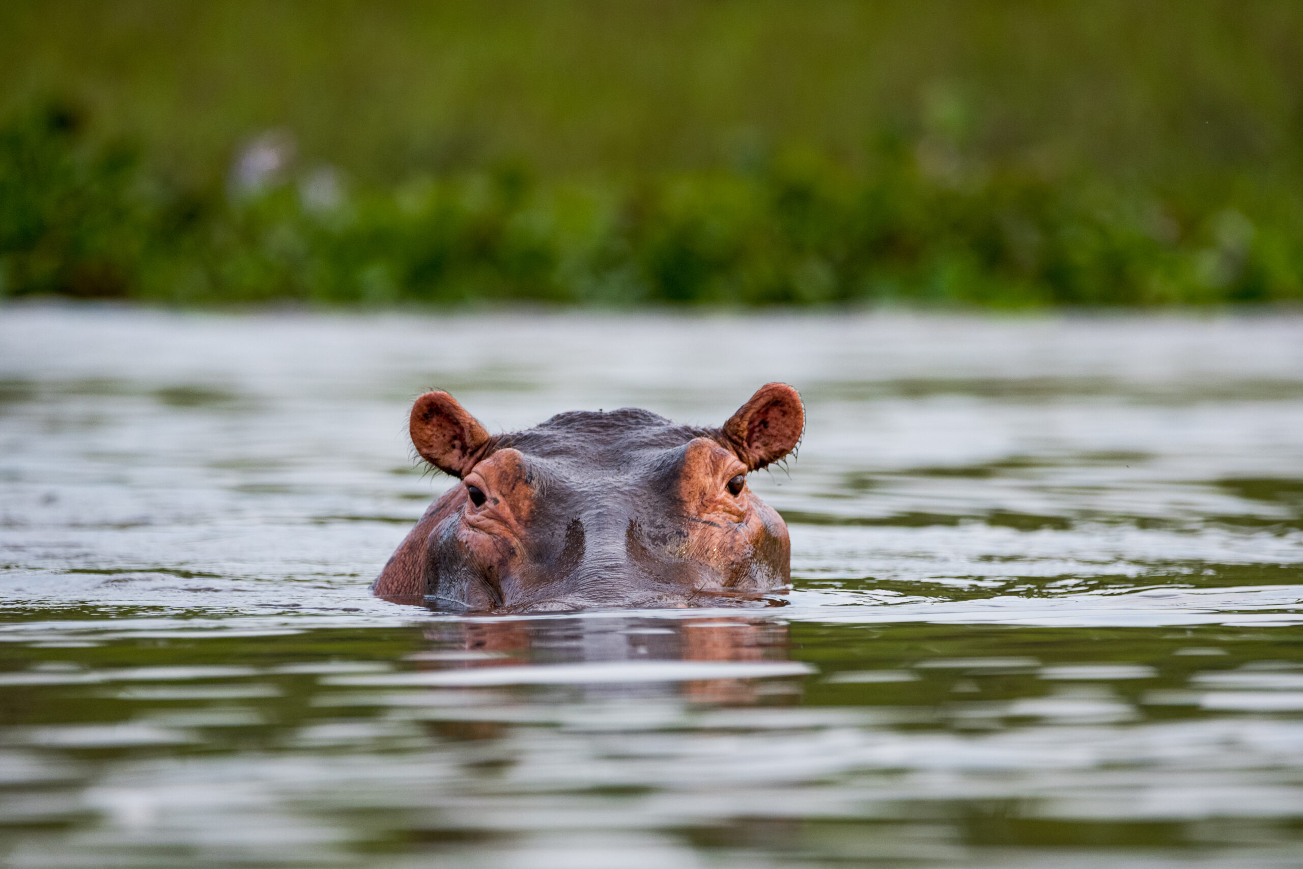 Top 50 Freshwater Animals Around the World: A Complete Guide Top 50 Freshwater Animals Around the World: A Complete Guide