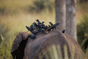 Inside Tanzania Legendary Elephant Hunting Safaris: Inside Tanzania Legendary Elephant Hunting Safaris: