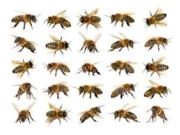 The Complete Guide to the Most Dangerous Bugs in Africa The Complete Guide to the Most Dangerous Bugs in Africa