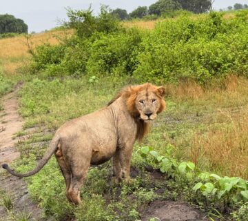 Where Do Lions Live? Habitat, Range, and Distribution