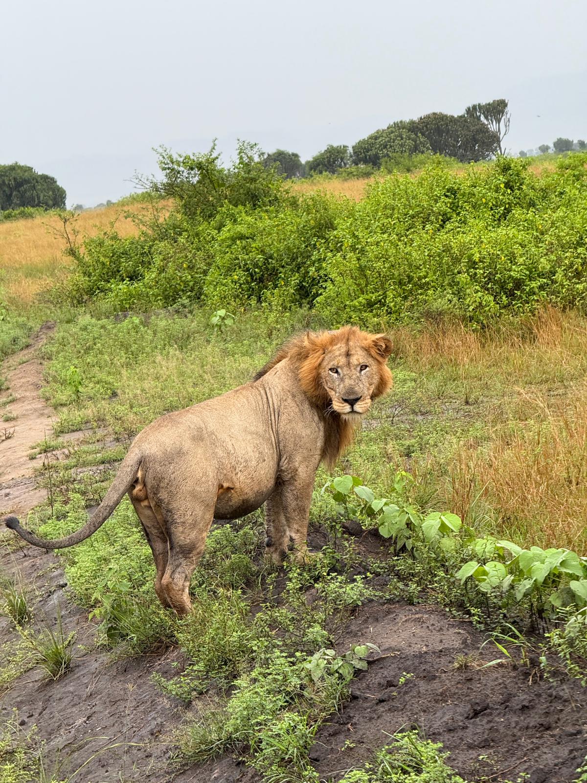 Where Do Lions Live? Habitat, Range, and Distribution