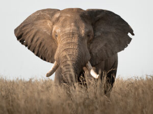 Inside Tanzania Legendary Elephant Hunting Safaris: Inside Tanzania Legendary Elephant Hunting Safaris: