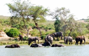 Book Big Five Safari Online: The Ultimate 2026 Guide Book Big Five Safari Online: The Ultimate 2026 Guide