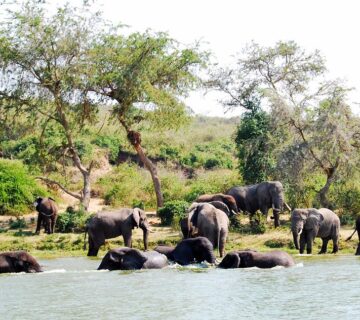 Social Lives of African Elephants