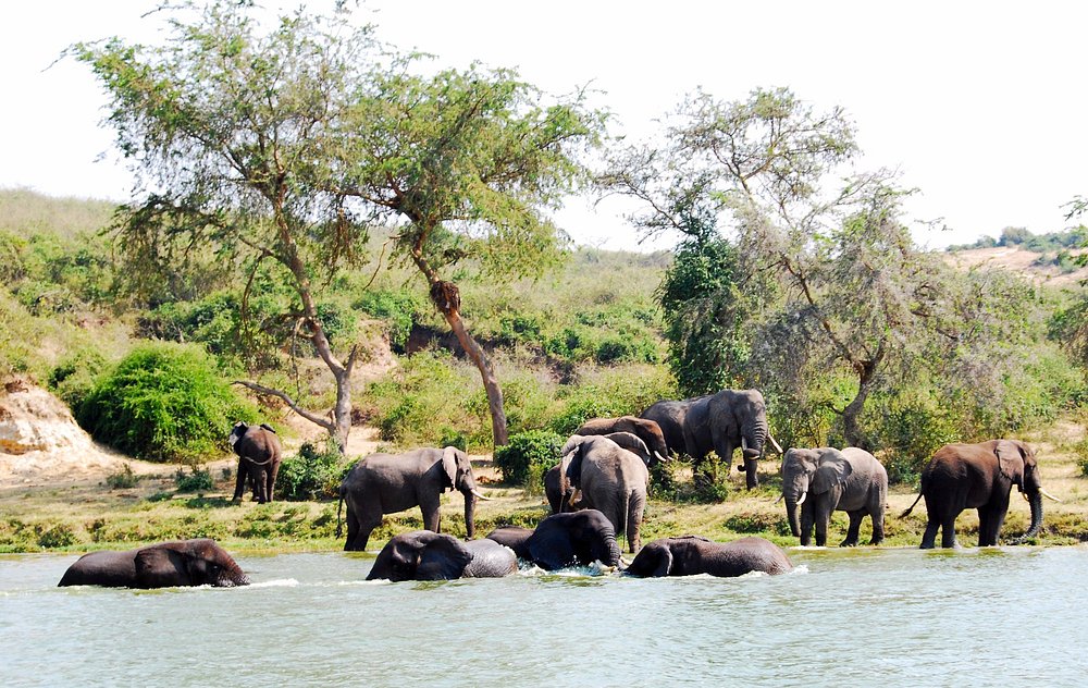 Social Lives of African Elephants Social Lives of African Elephants