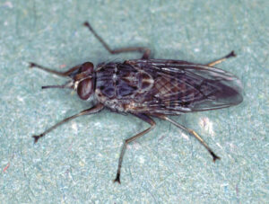 The Complete Guide to the Most Dangerous Bugs in Africa The Complete Guide to the Most Dangerous Bugs in Africa