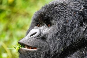 Gorilla vs Ape: What Is the Difference? A Complete Guide