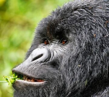 Gorilla vs Ape: What Is the Difference? A Complete Guide