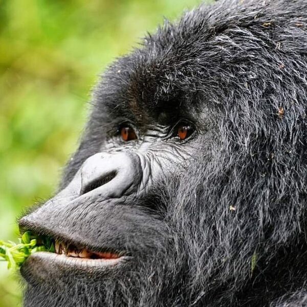 Do Gorillas Eat Meat? A Complete Guide to Gorilla Diet