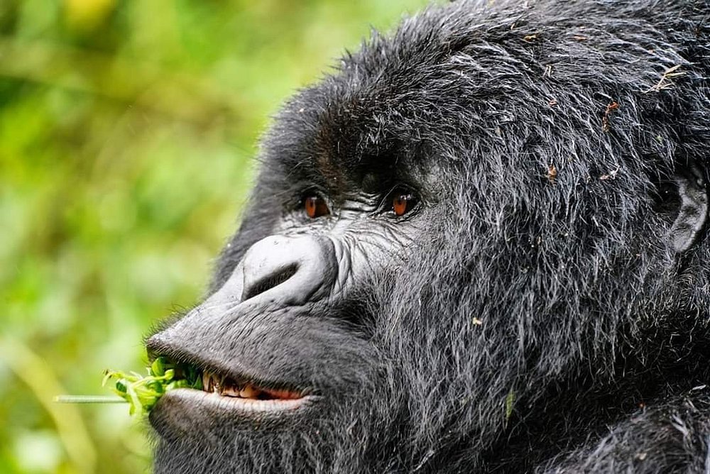 New Permit Discount Gorilla vs Ape: What Is the Difference? A Complete Guide