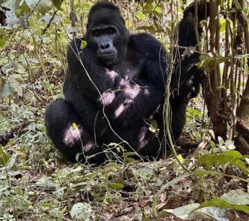 Are Mountain Gorillas Violent