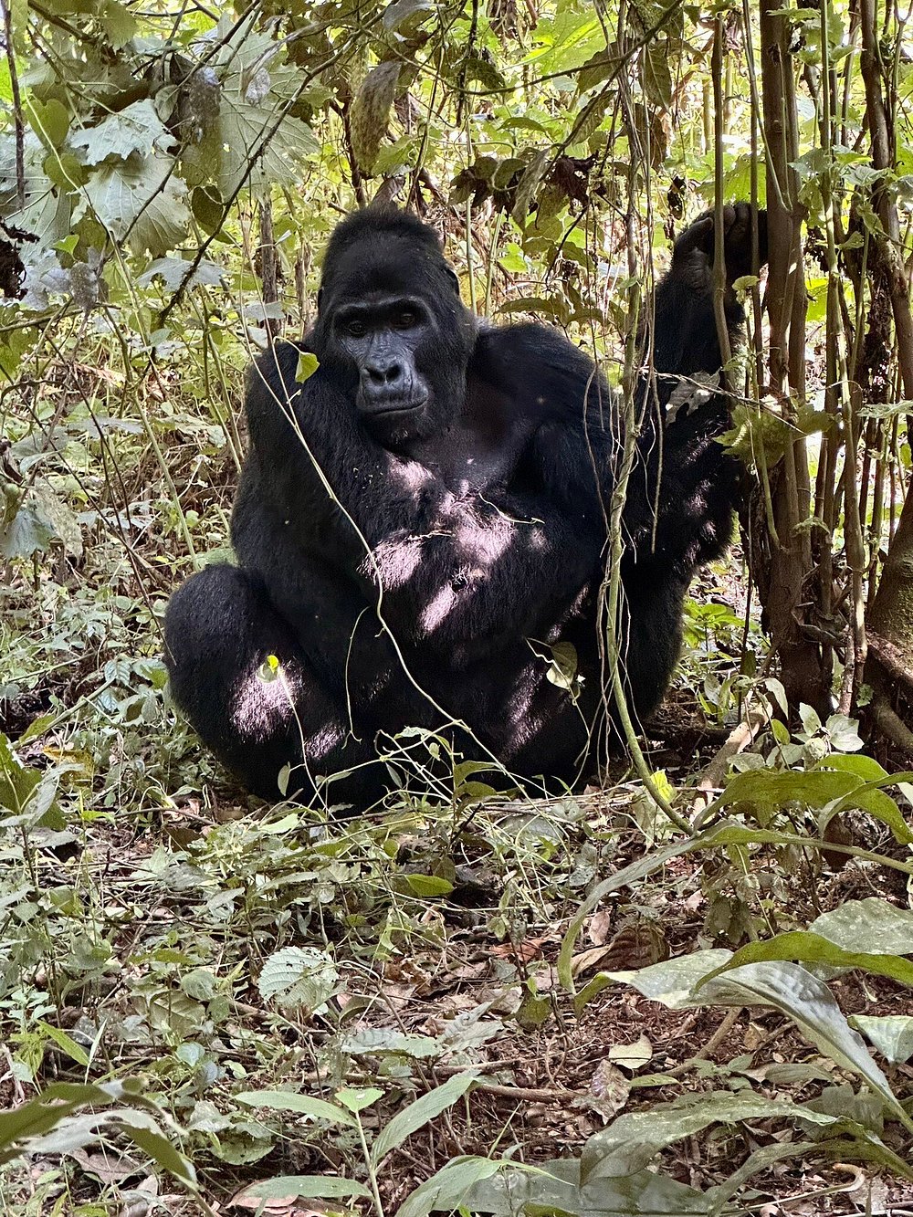 Are Mountain Gorillas Violent