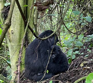 Which Bwindi sector is best for gorilla trekking?