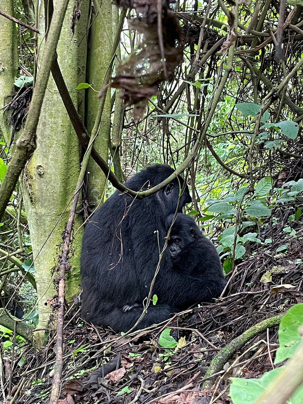 Which Bwindi sector is best for gorilla trekking?
