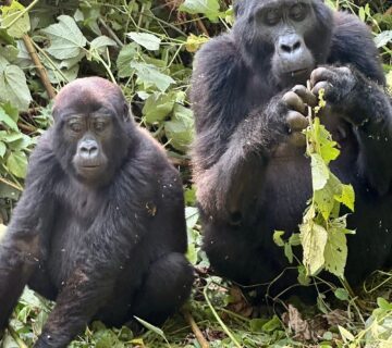 Mountain Gorilla Walks Straight Toward You