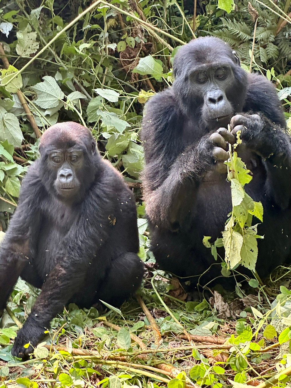 What Do Mountain Gorillas Eat Mountain Gorilla Walks Straight Toward You
