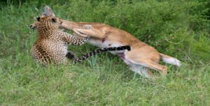 What Do Leopards Eat in the Wild? Diet, Prey & Hunting