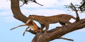 What Do Leopards Eat in the Wild? Diet, Prey & Hunting