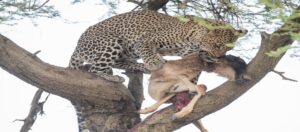 What Is a Group of Leopards Called? Meaning, Origins,
